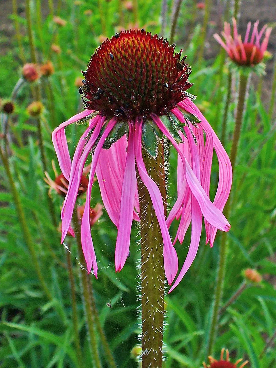 Halvány kasvirág / Echinacea pallida