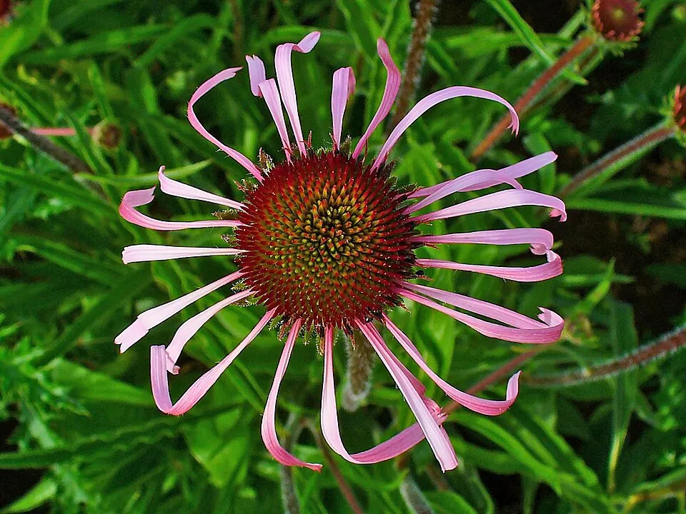 Halvány kasvirág / Echinacea pallida