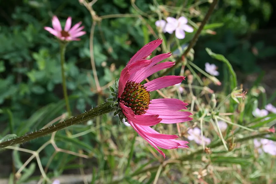 Halvány kasvirág / Echinacea pallida