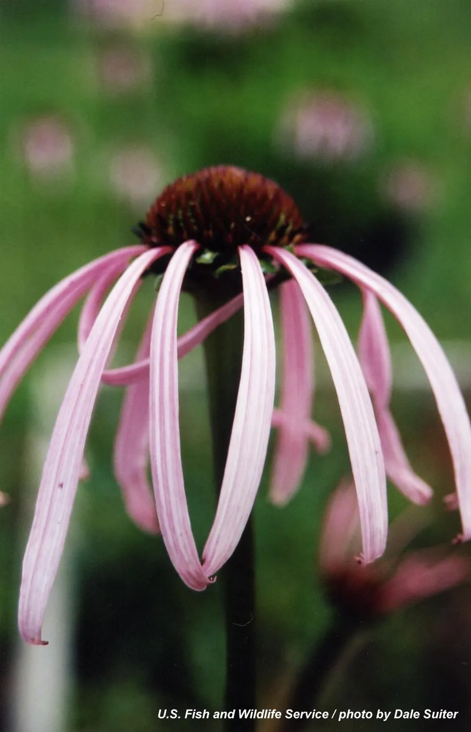 Halvány kasvirág / Echinacea pallida 'Hula Dancer'
