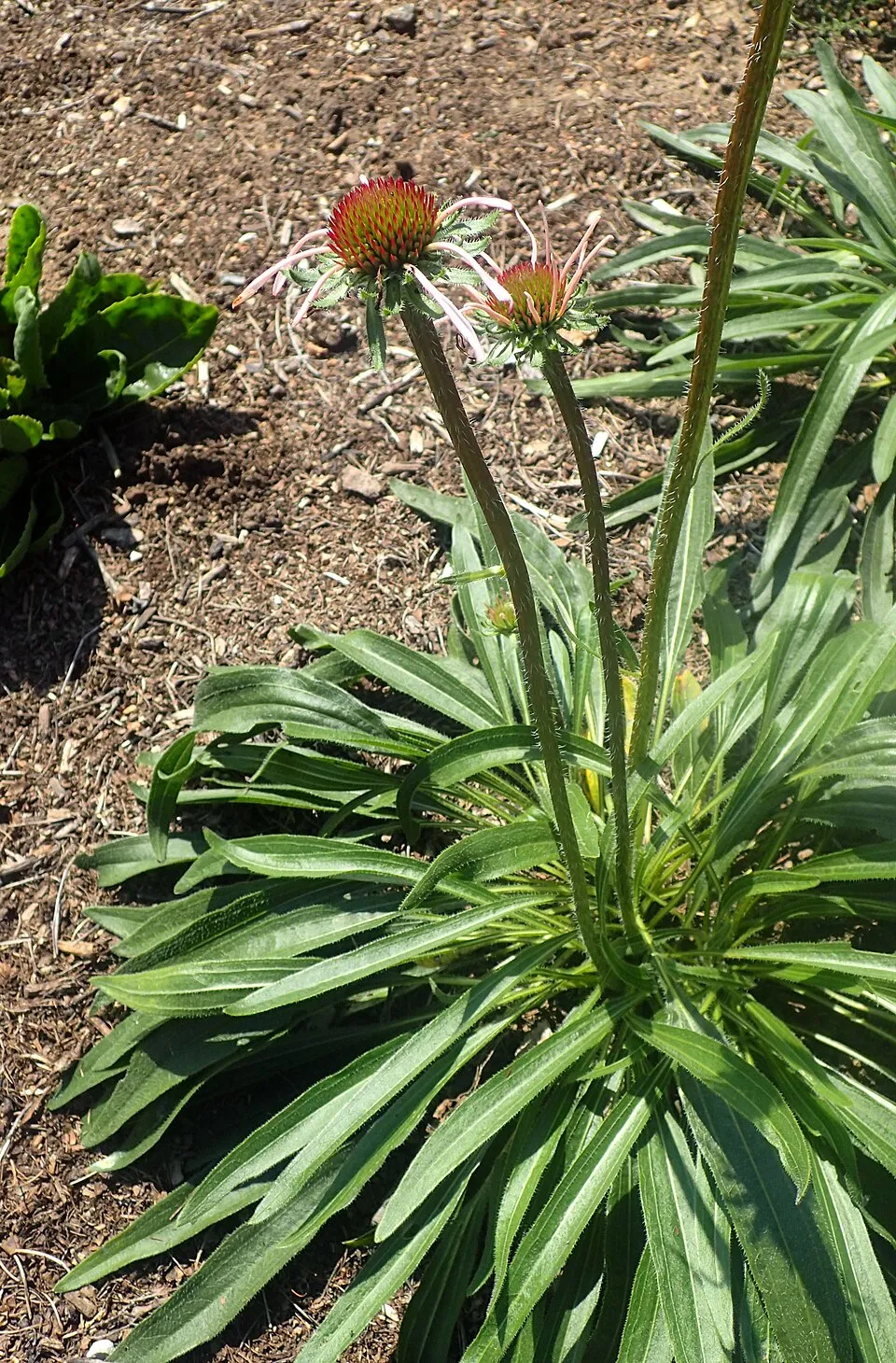 Halvány kasvirág / Echinacea pallida 'Hula Dancer'