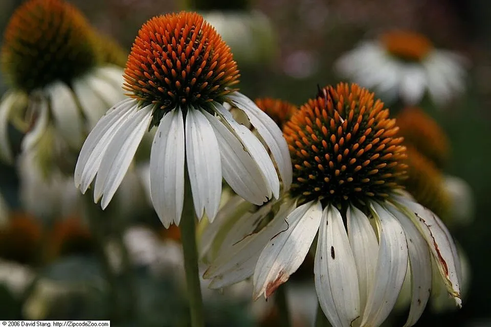 Halvány kasvirág / Echinacea pallida 'Hula Dancer'