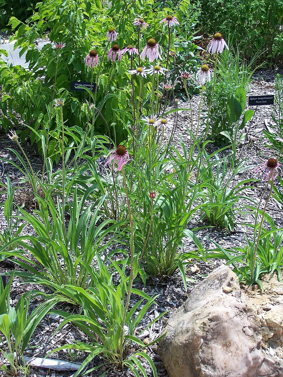 Halvány kasvirág / Echinacea pallida 'Hula Dancer'