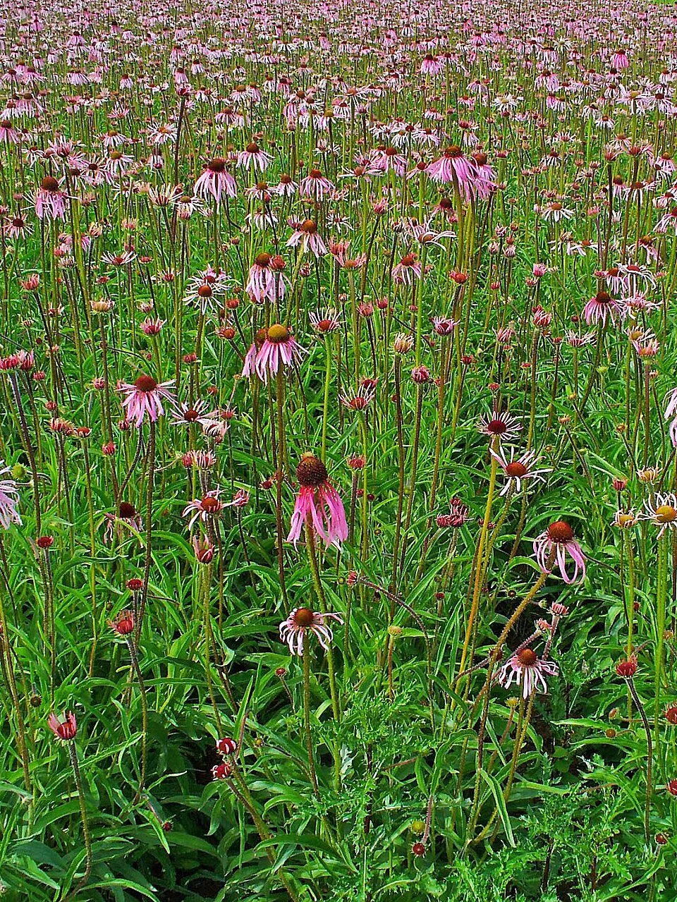 Halvány kasvirág / Echinacea pallida 'Hula Dancer'