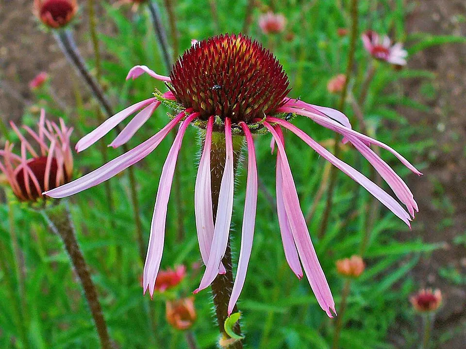 Halvány kasvirág / Echinacea pallida 'Hula Dancer'