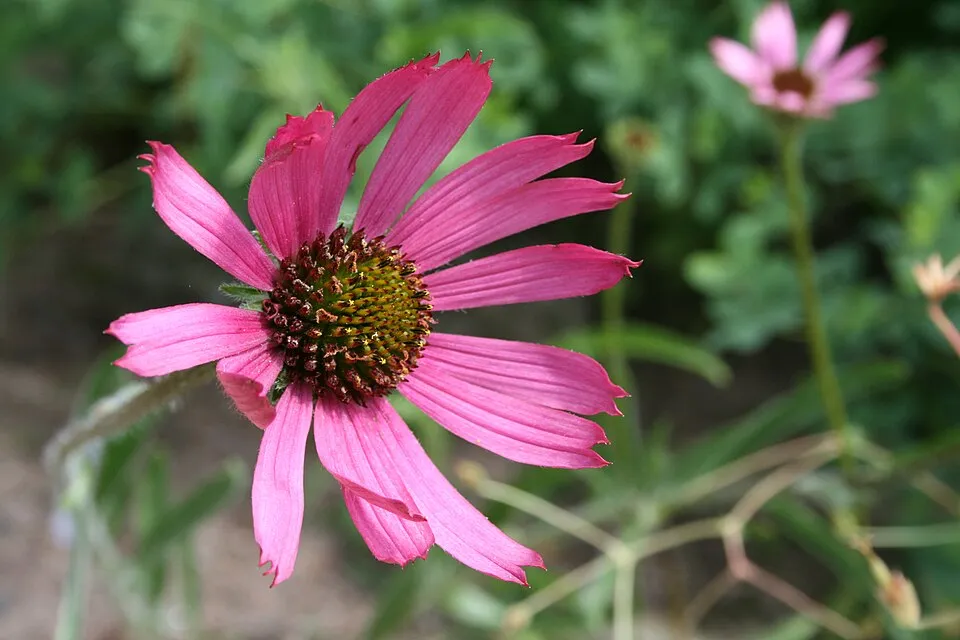 Halvány kasvirág / Echinacea pallida 'Hula Dancer'