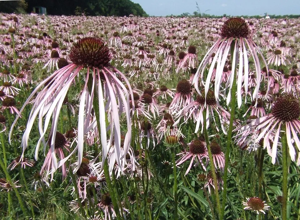 Halvány kasvirág / Echinacea pallida 'Hula Dancer'