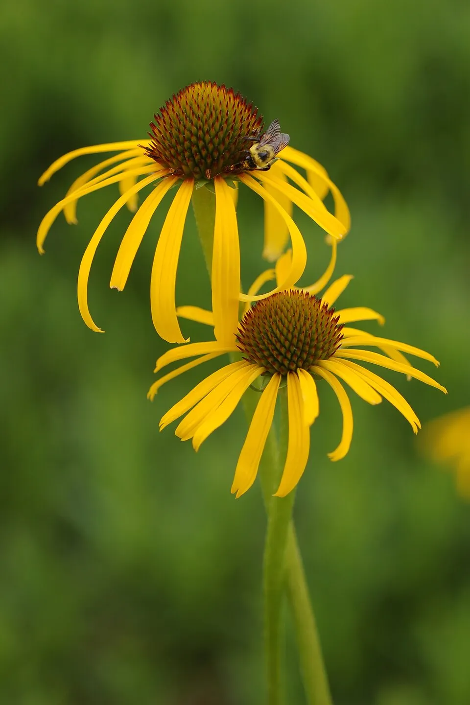 Sárga kasvirág / Echinacea paradoxa