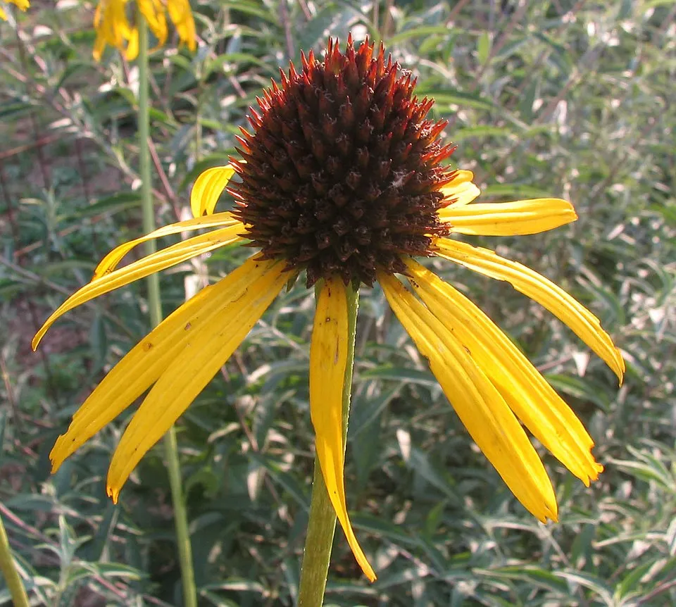Sárga kasvirág / Echinacea paradoxa