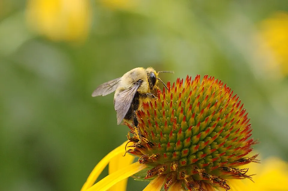 Sárga kasvirág / Echinacea paradoxa