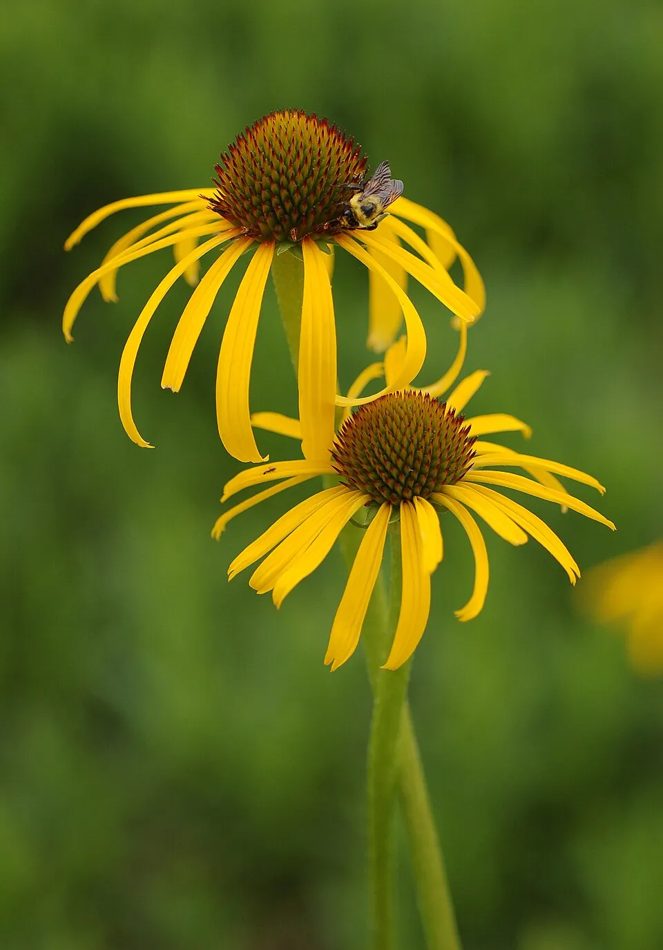 Sárga kasvirág / Echinacea paradoxa