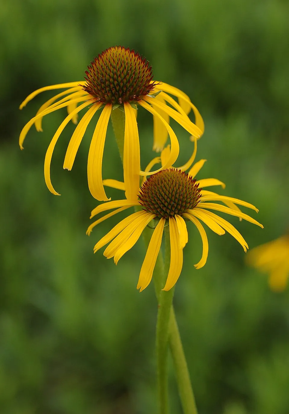 Sárga kasvirág / Echinacea paradoxa