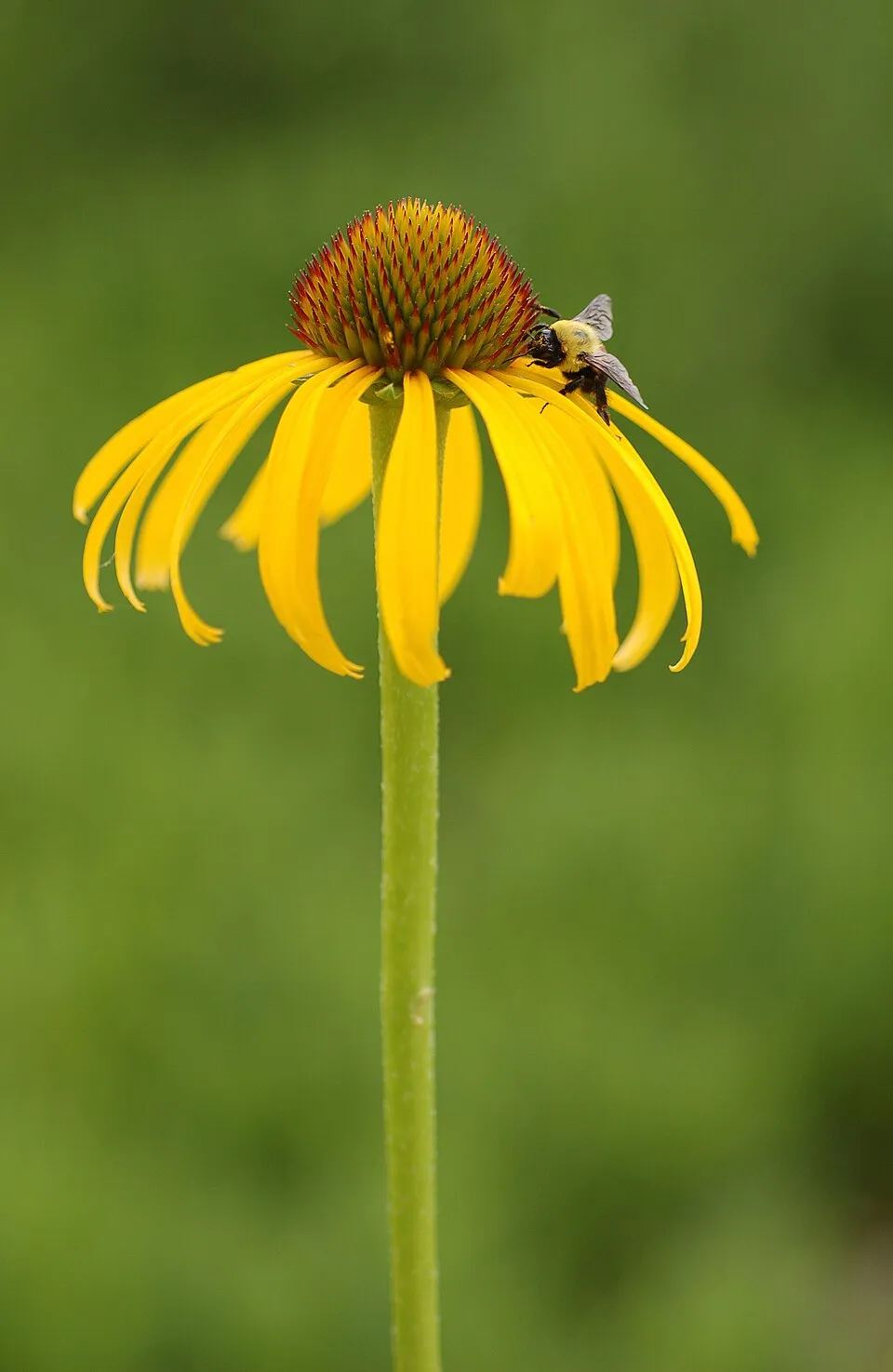 Sárga kasvirág / Echinacea paradoxa