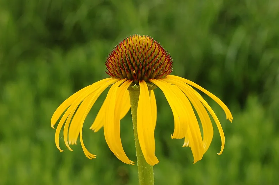 Sárga kasvirág / Echinacea paradoxa