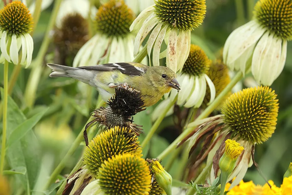 Bíbor kasvirág / Echinacea purpurea 'Alba'