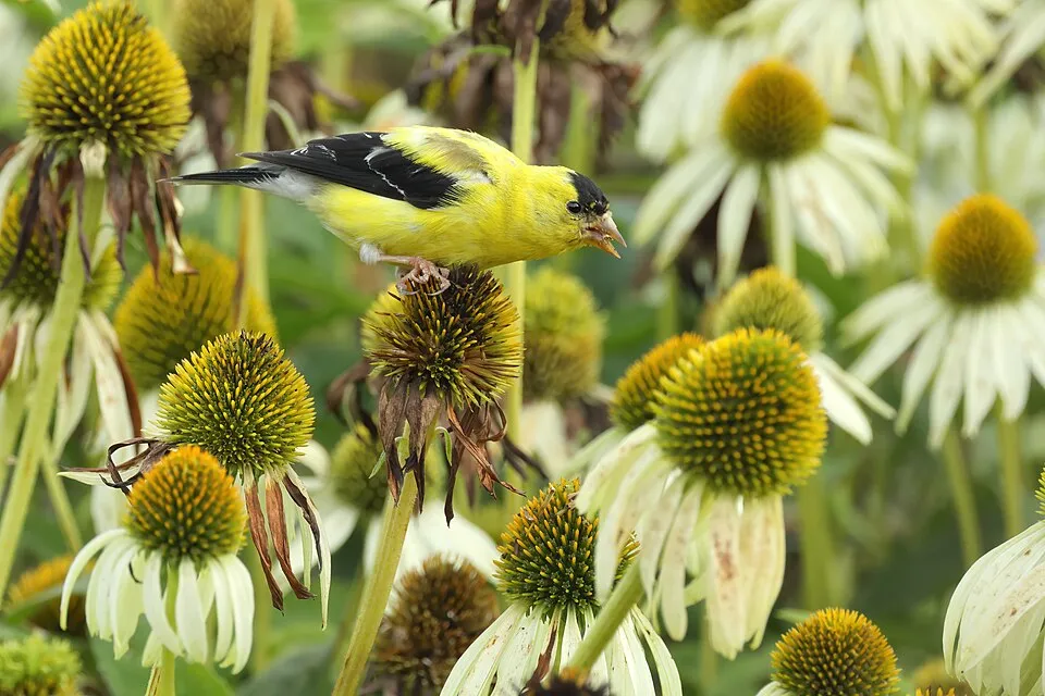 Bíbor kasvirág / Echinacea purpurea 'Alba'