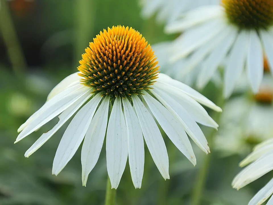 Bíbor kasvirág / Echinacea purpurea 'Alba'
