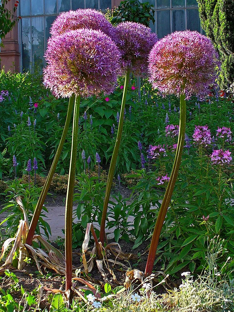 Díszhagyma / Allium 'Serendipity'