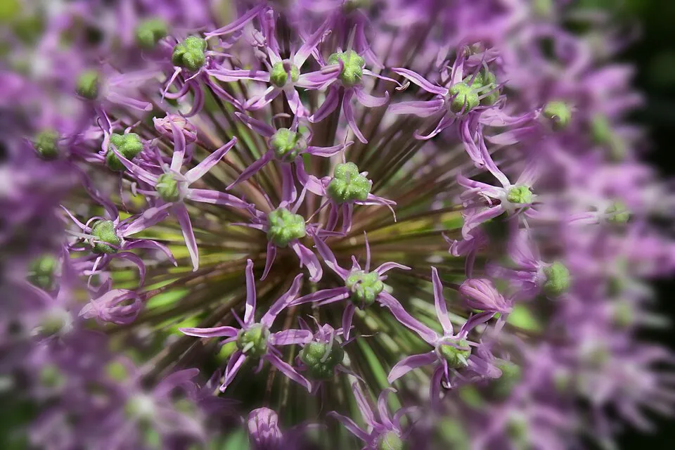 Díszhagyma / Allium 'Serendipity'