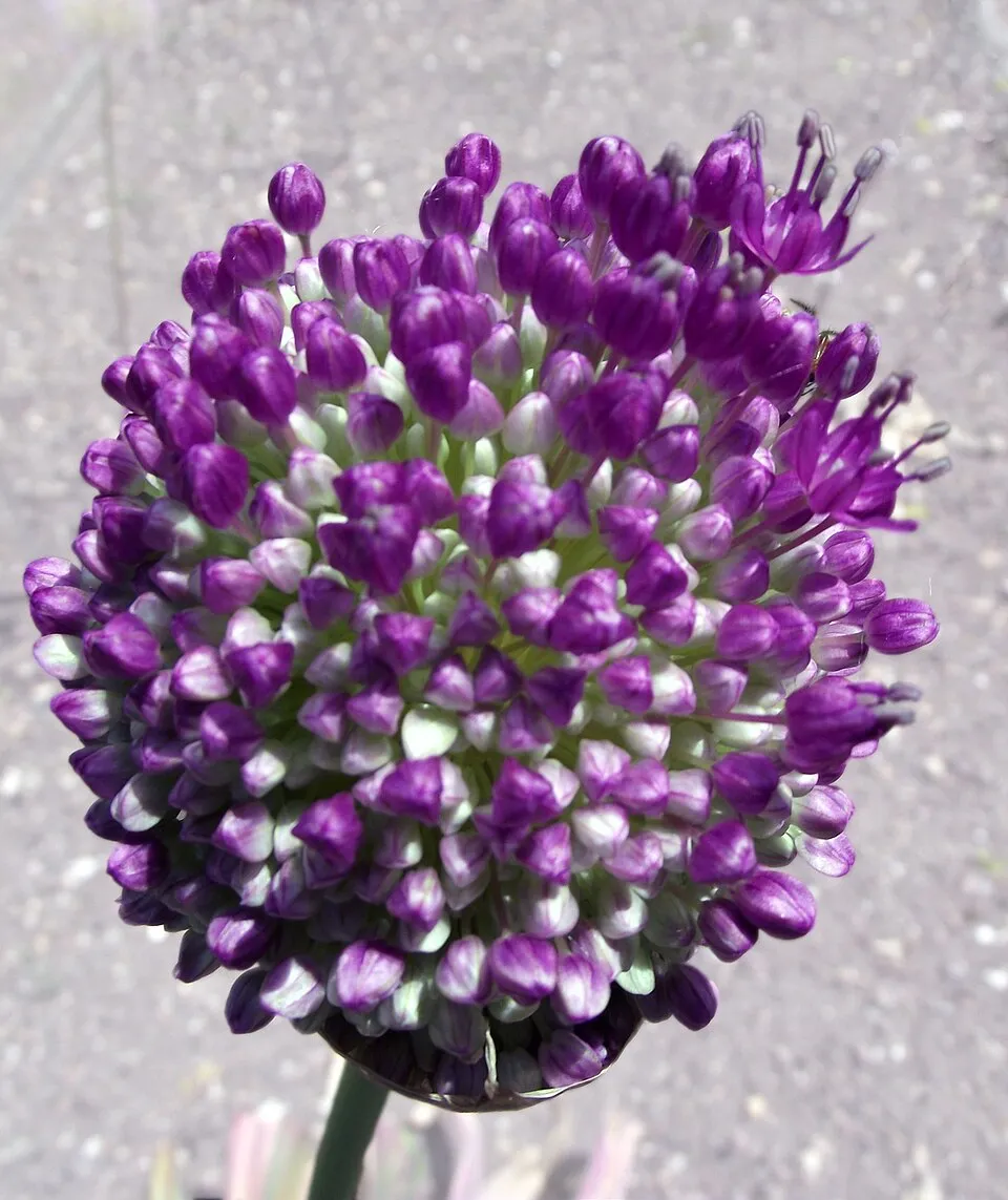 Díszhagyma / Allium 'Serendipity'