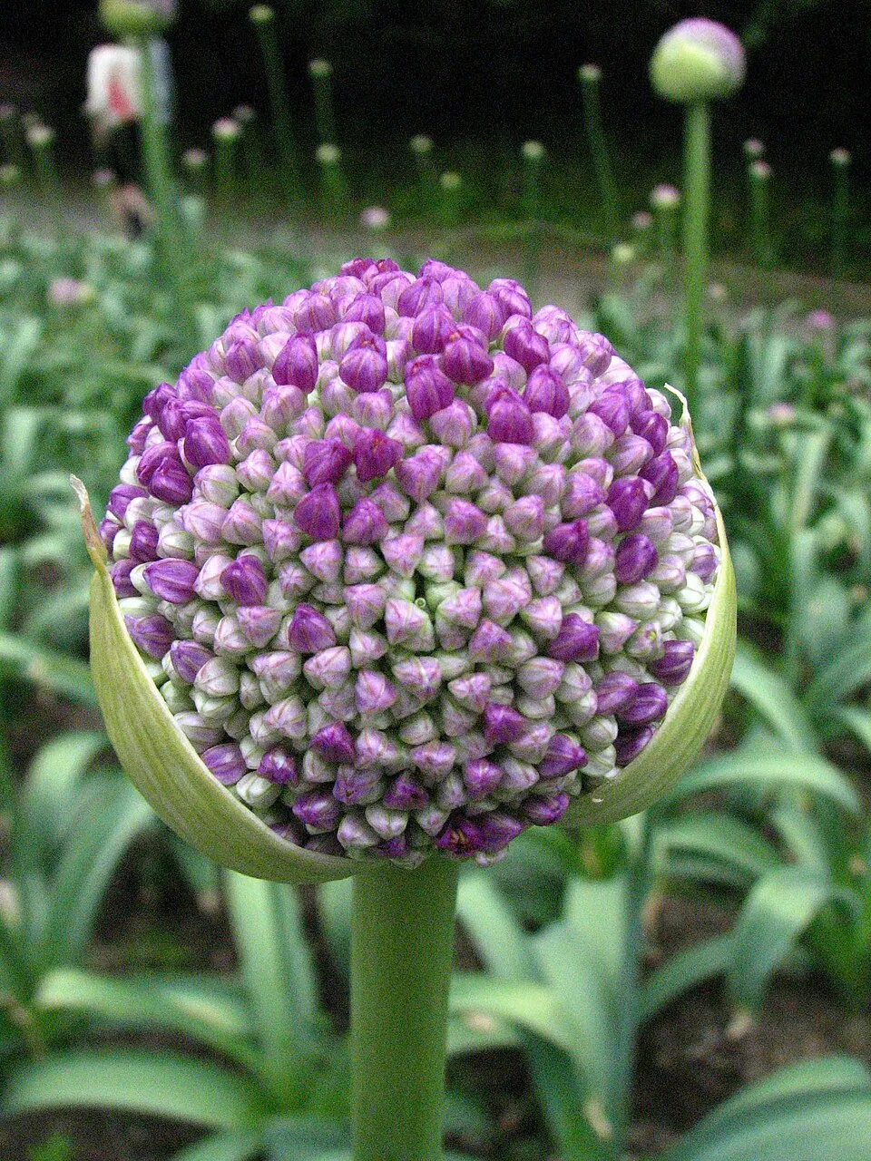 Díszhagyma / Allium 'Serendipity'