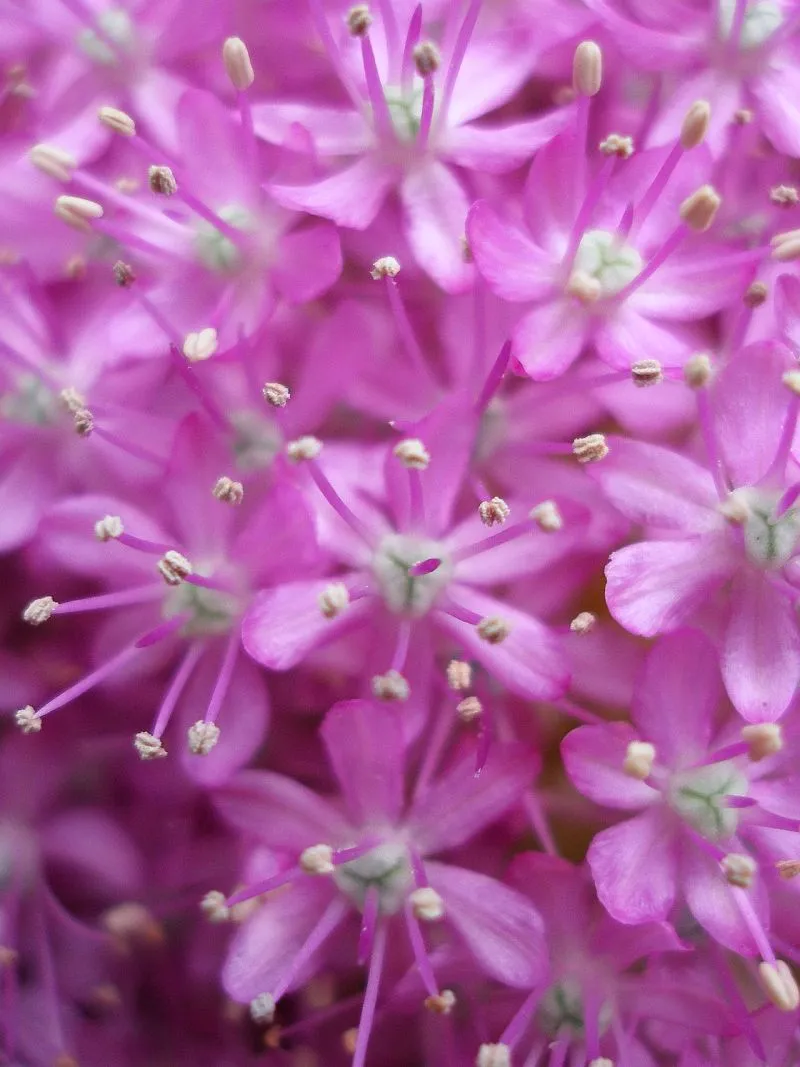 Díszhagyma / Allium 'Serendipity'