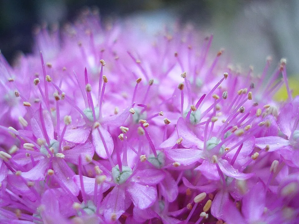 Díszhagyma / Allium 'Serendipity'