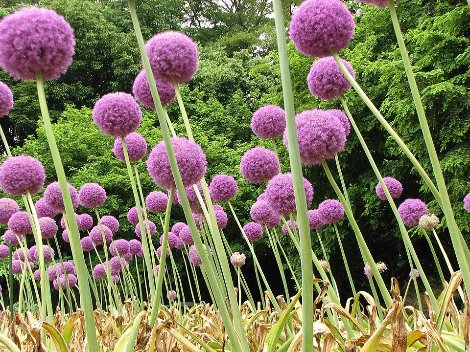 Díszhagyma / Allium 'Serendipity'