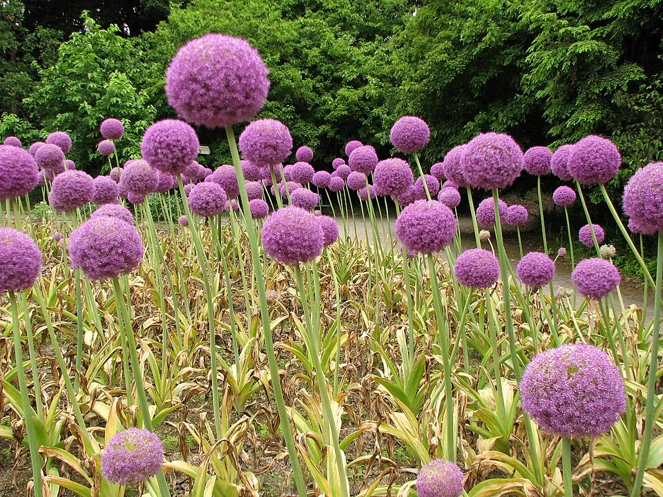 Díszhagyma / Allium 'Serendipity'