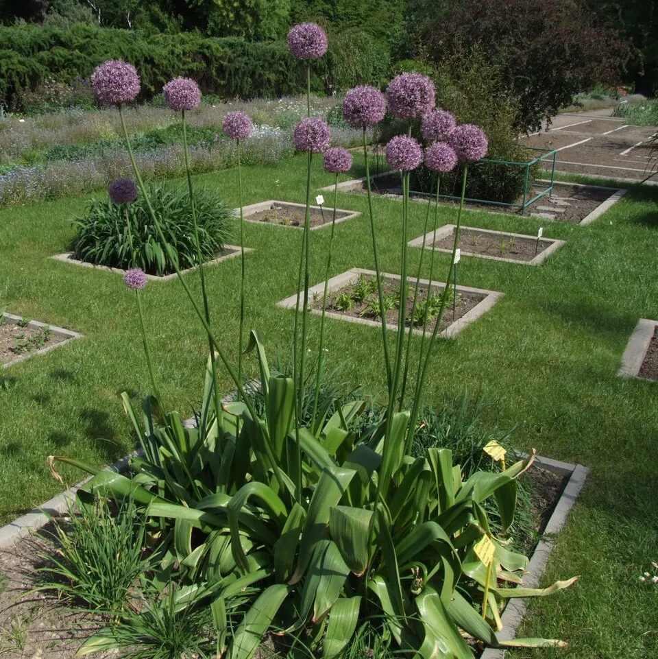 Díszhagyma / Allium 'Serendipity'