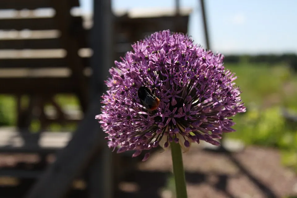 Díszhagyma / Allium 'Serendipity'
