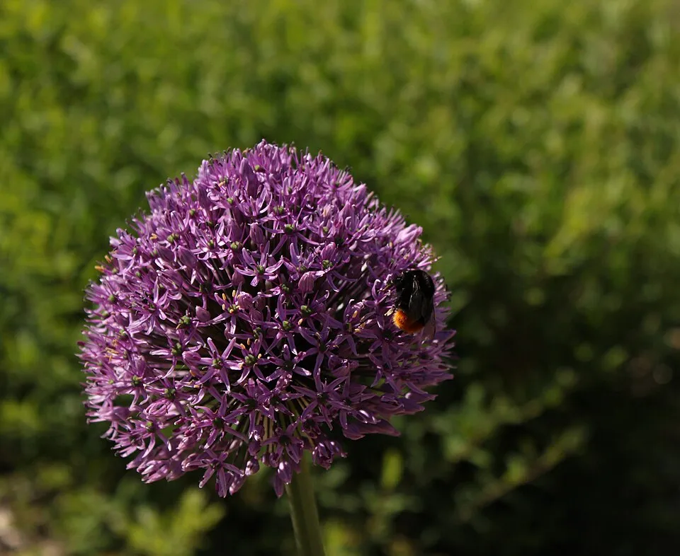 Díszhagyma / Allium 'Serendipity'