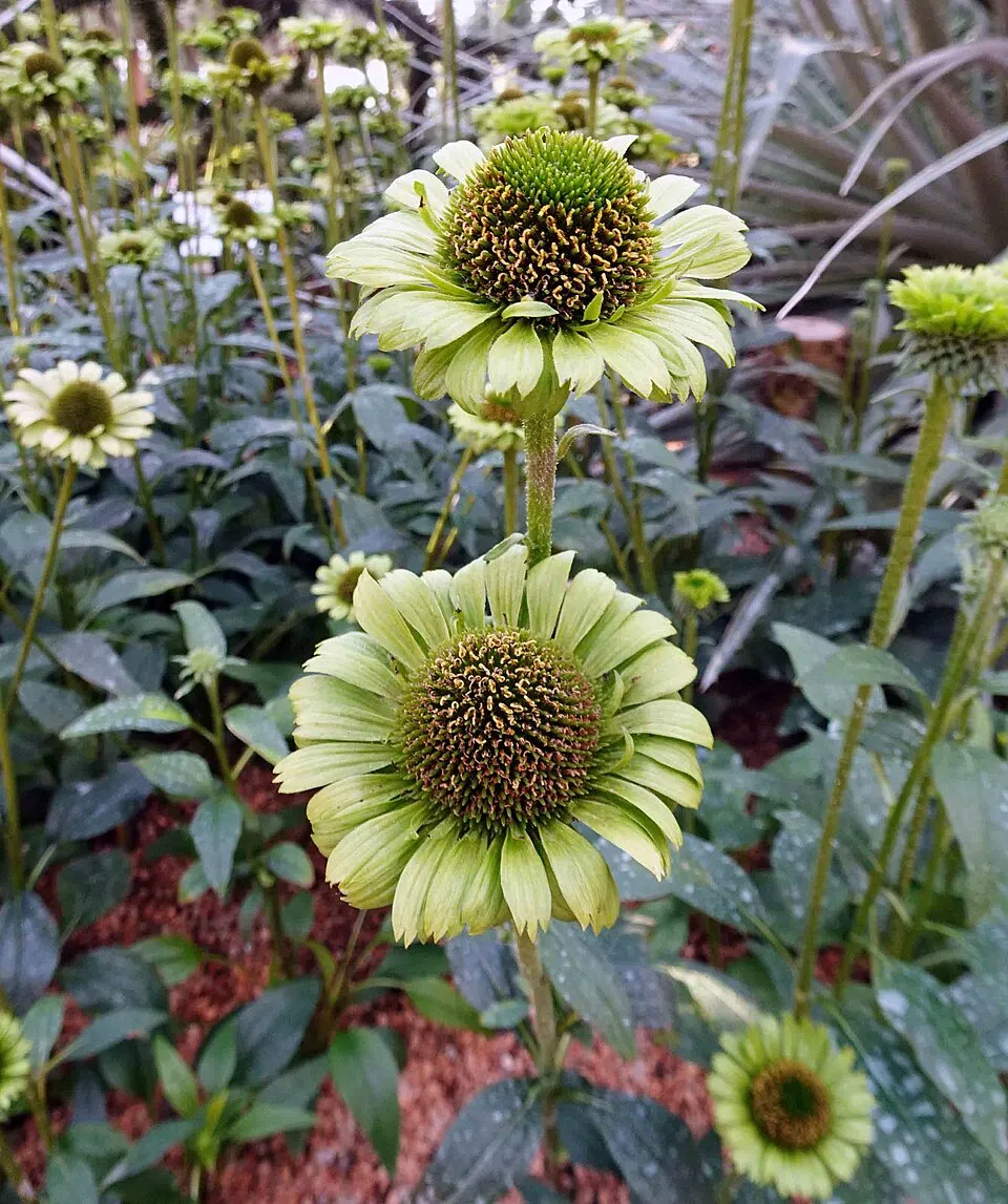 Bíbor kasvirág / Echinacea purpurea 'Green Jewel'