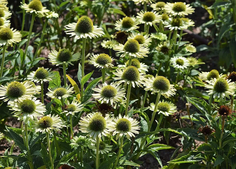 Bíbor kasvirág / Echinacea purpurea 'Green Jewel'