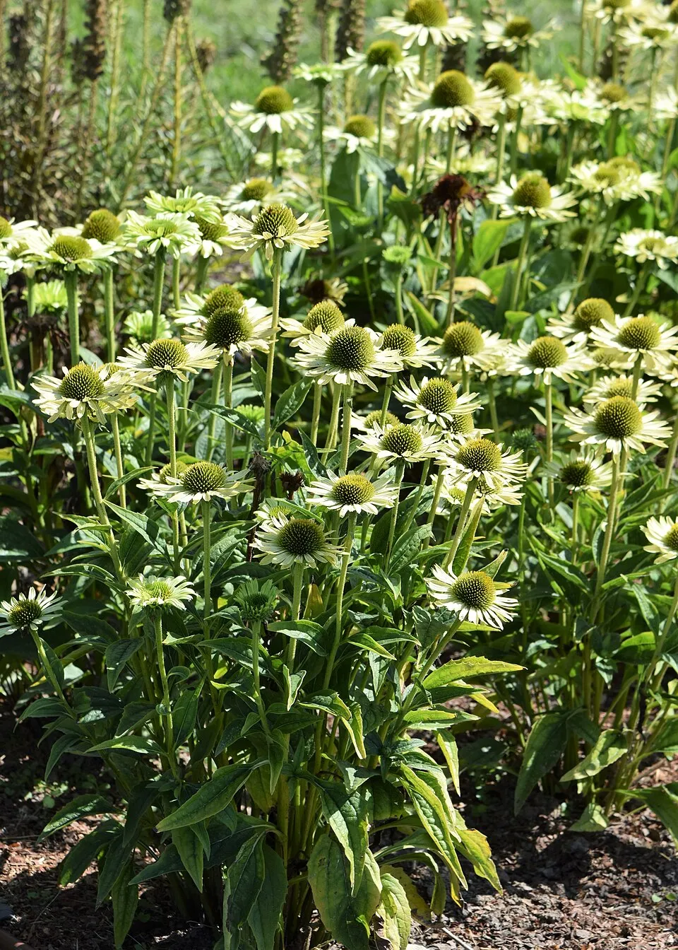 Bíbor kasvirág / Echinacea purpurea 'Green Jewel'