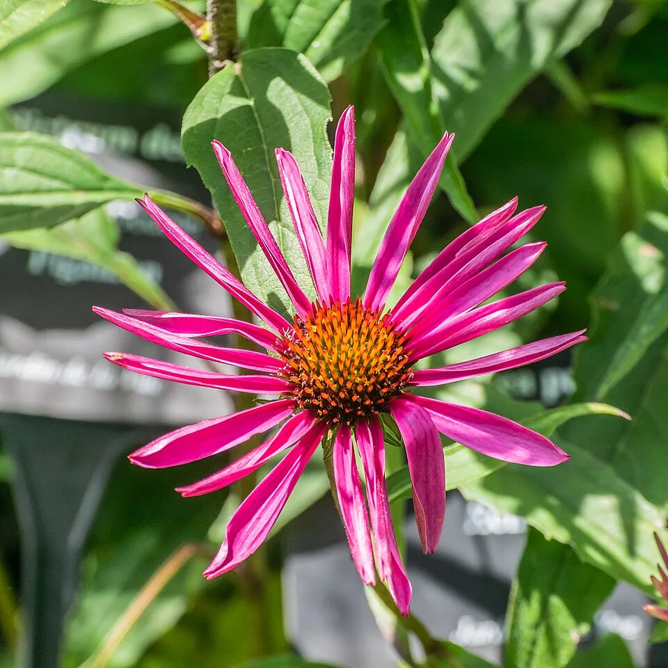 Bíbor kasvirág / Echinacea purpurea 'Pica Bella'