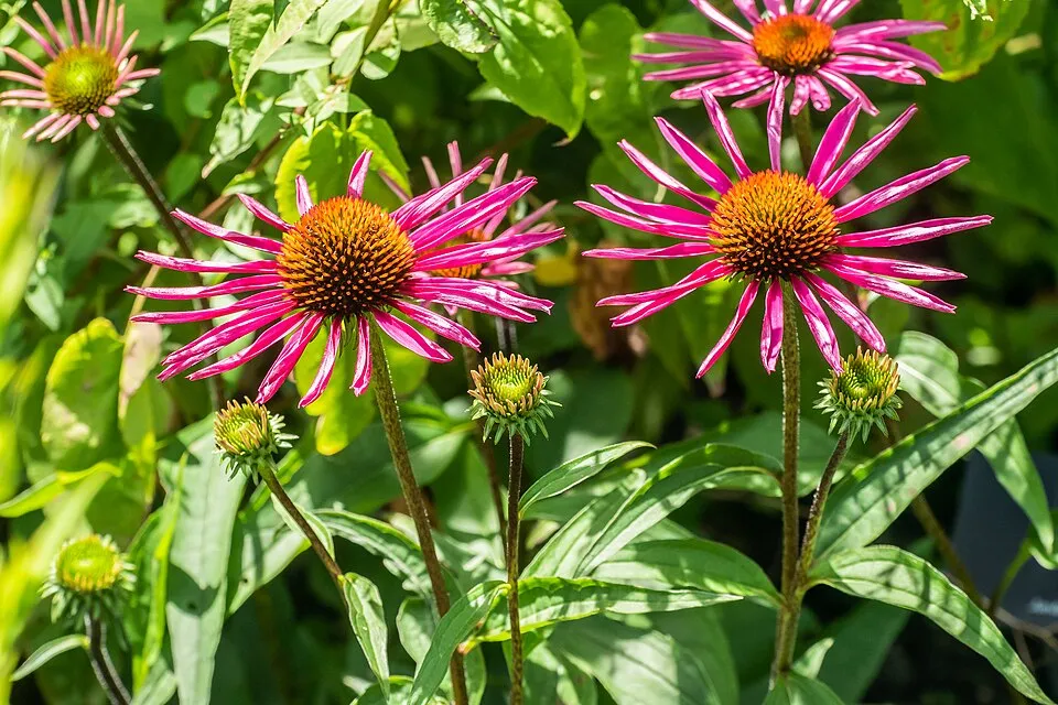 Bíbor kasvirág / Echinacea purpurea 'Pica Bella'