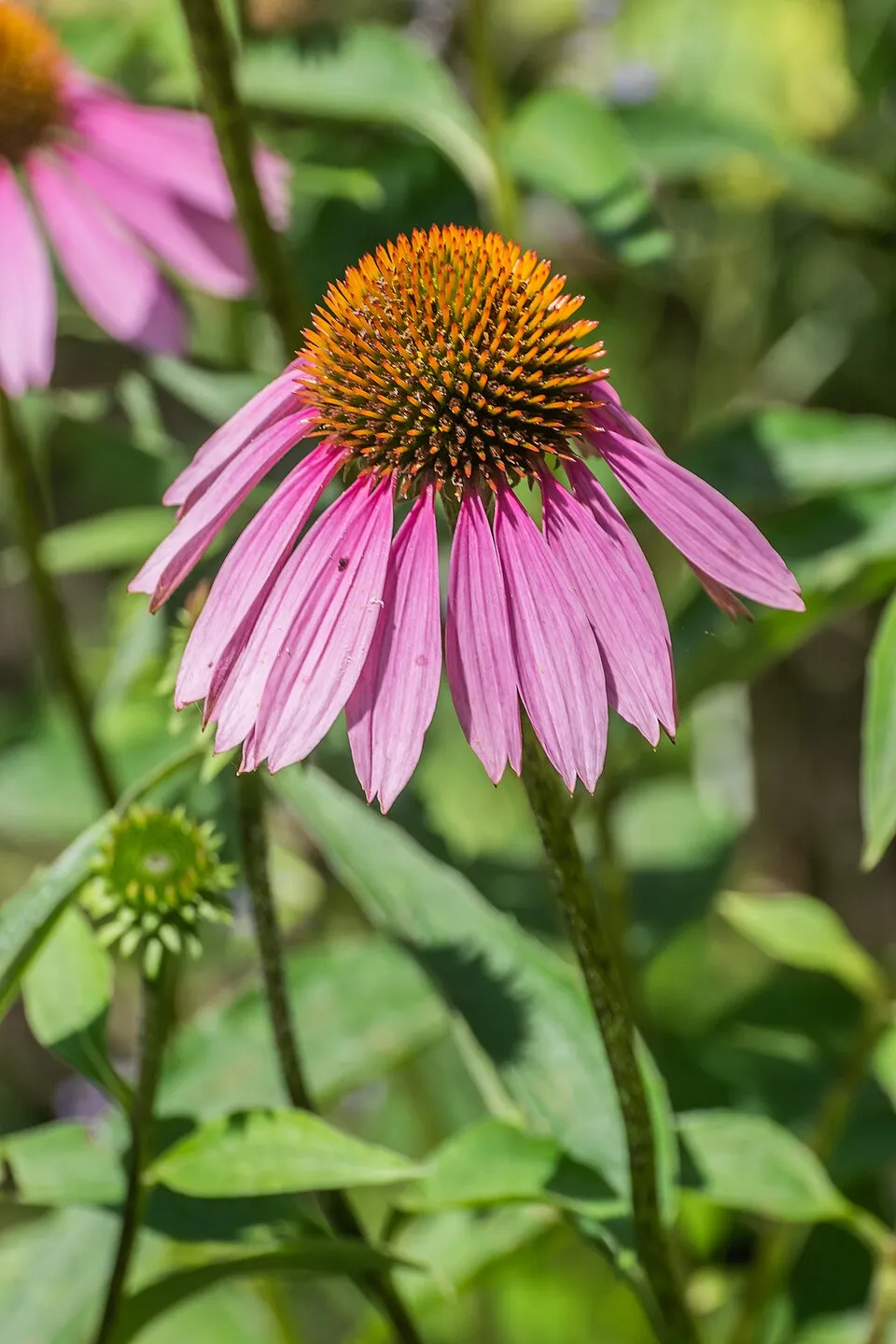 Bíbor kasvirág / Echinacea purpurea 'Pica Bella'