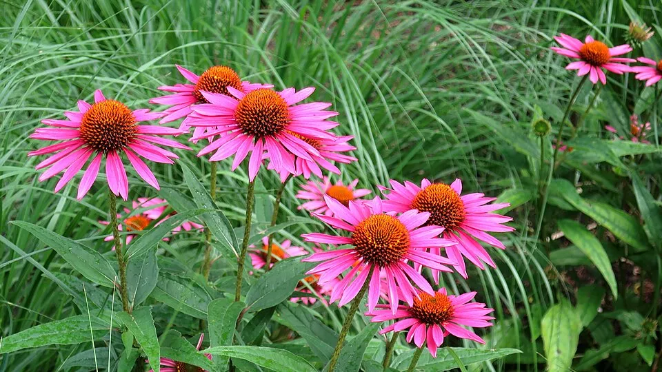 Bíbor kasvirág / Echinacea purpurea 'Pica Bella'