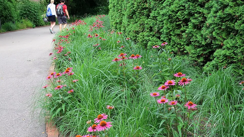 Bíbor kasvirág / Echinacea purpurea 'Pica Bella'