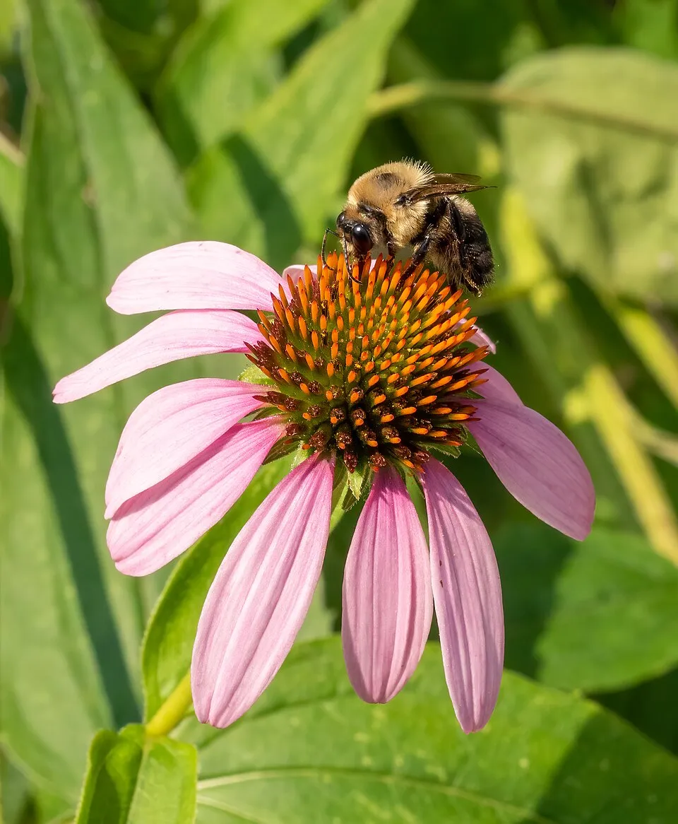 Bíbor kasvirág / Echinacea purpurea 'Pink Double Delight'