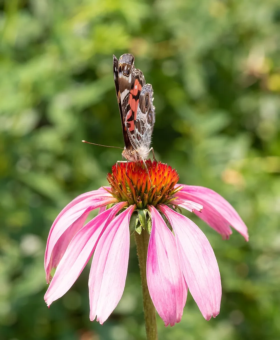 Bíbor kasvirág / Echinacea purpurea 'Pink Double Delight'