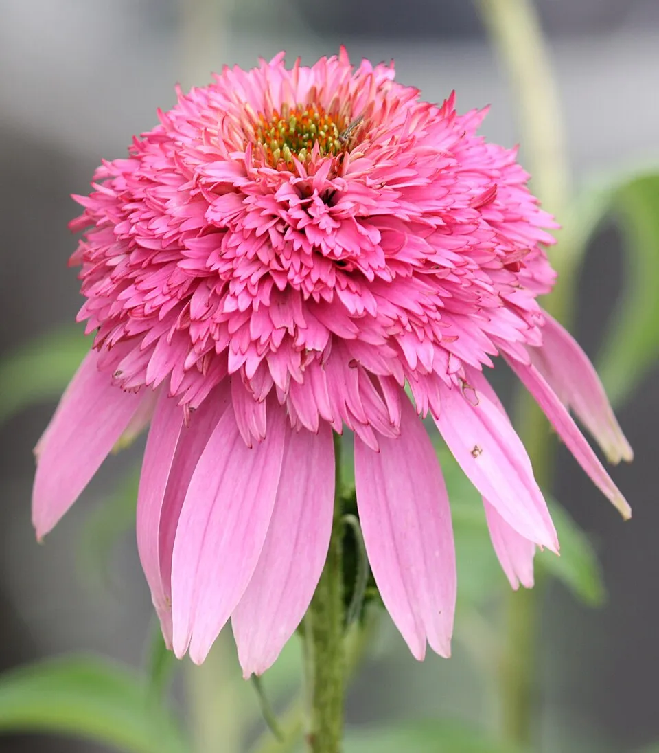 Bíbor kasvirág / Echinacea purpurea 'Pink Double Delight'
