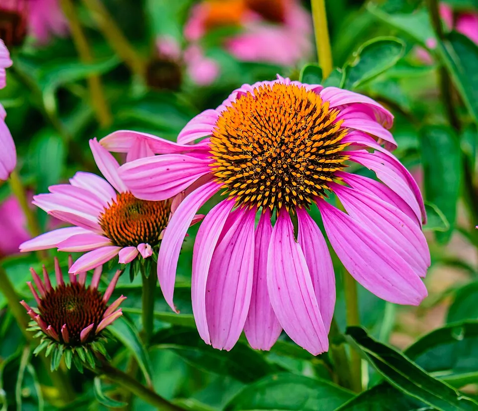 Bíbor kasvirág / Echinacea purpurea 'Pink Double Delight'