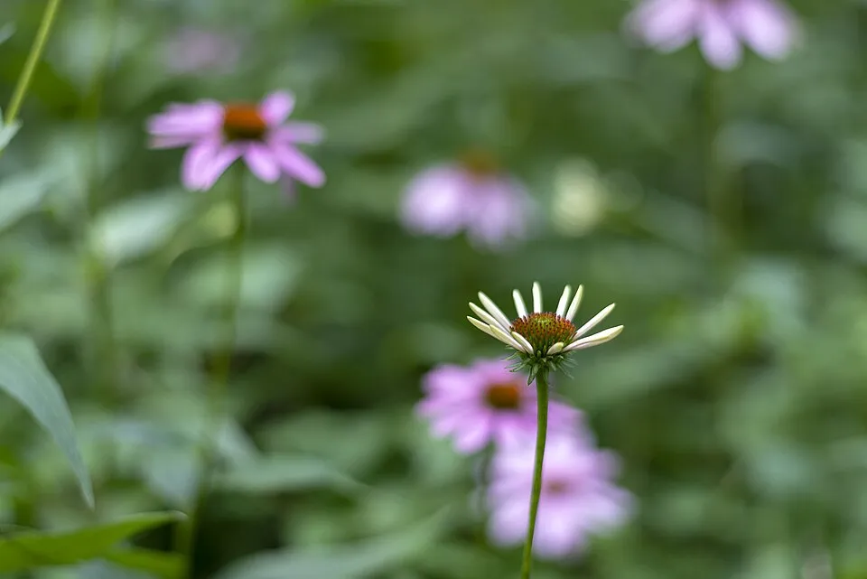 Bíbor kasvirág / Echinacea purpurea 'Pink Double Delight'