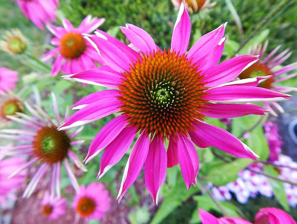 Bíbor kasvirág / Echinacea purpurea 'Rubinstern'