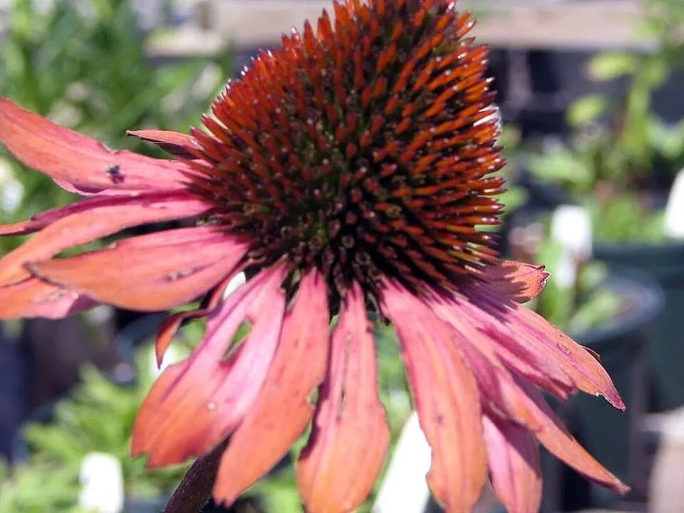 Bíbor kasvirág / Echinacea purpurea 'Rubinstern'