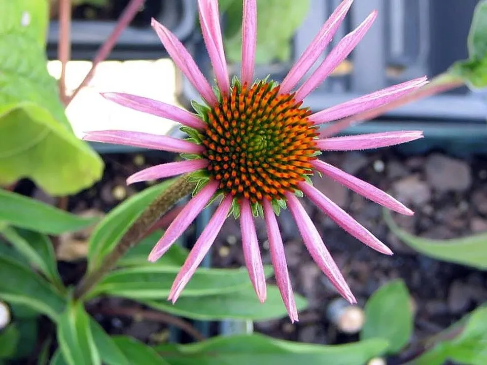 Bíbor kasvirág / Echinacea purpurea 'Rubinstern'