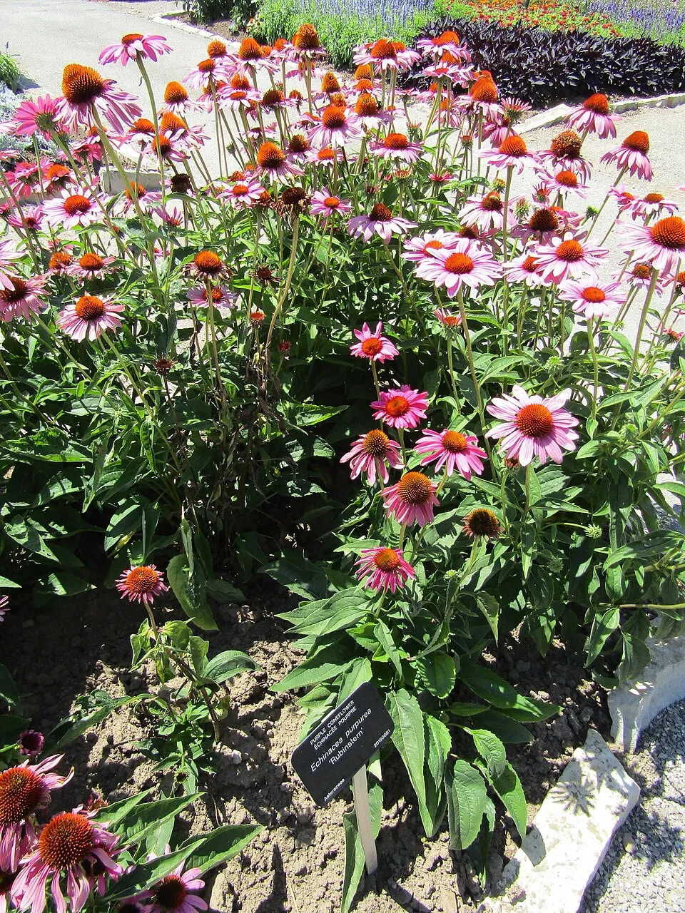 Bíbor kasvirág / Echinacea purpurea 'Rubinstern'