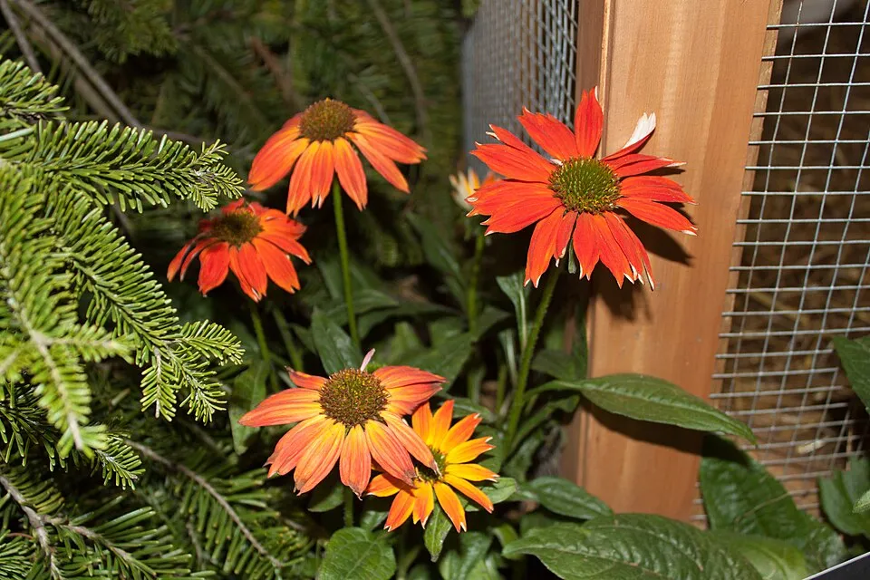 Kasvirág / Echinacea SOMBRERO® 'Double Rose'